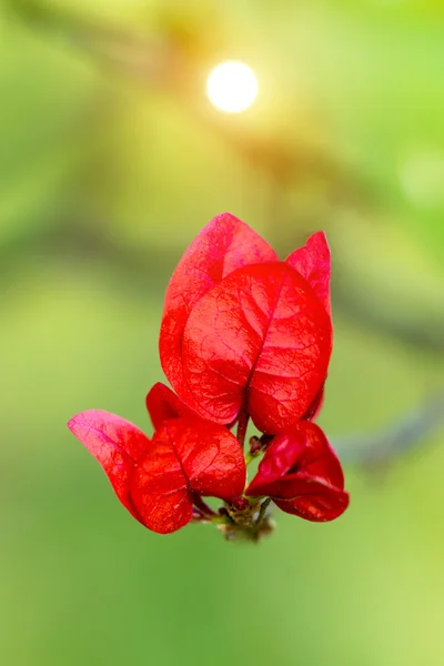Röd bougainvillea — Stockfoto
