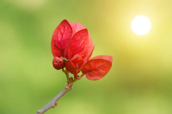 Buganvillea rossa — Foto Stock