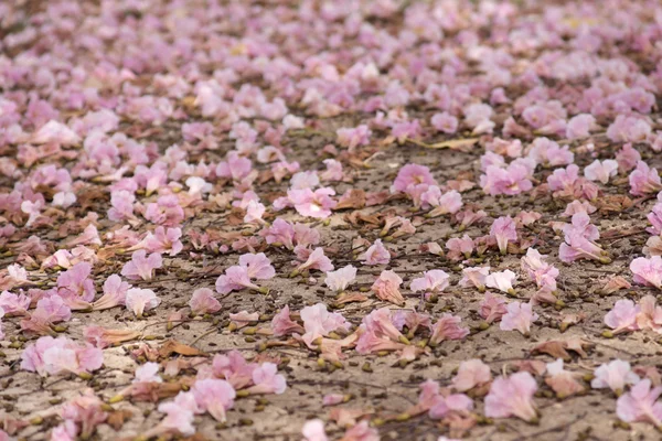 Flower of pink trumpet tree falling on ground