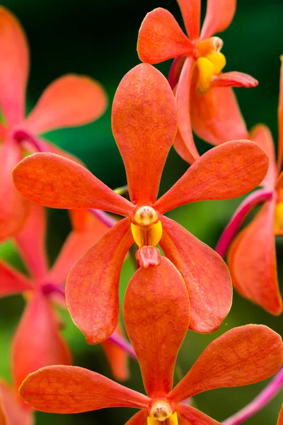 Orchidea red — Zdjęcie stockowe