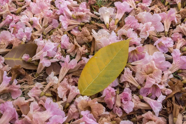 Цветок розовой трубы падает на землю — стоковое фото