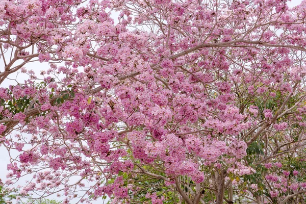 Růžový trubka strom (Bertol,), sladké růžové květiny kvetoucí — Stock fotografie