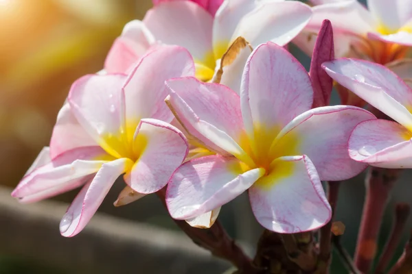 Plumeria (frangipani) květiny na stromě — Stock fotografie