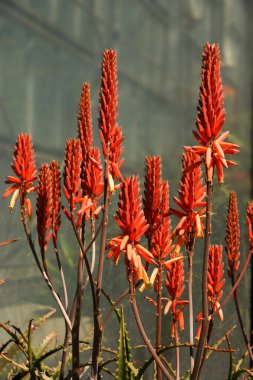 kaktüs bitkileri Bahçe