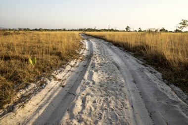 Savanna otlaklar ve phang nga, Tayland altın orman.
