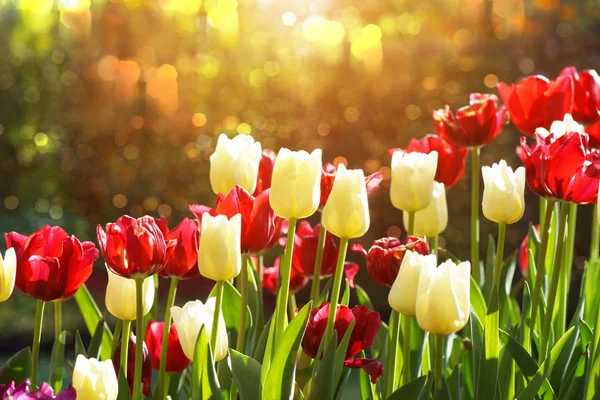 Bunte Tulpen, Tulpen im Frühling — Stockfoto