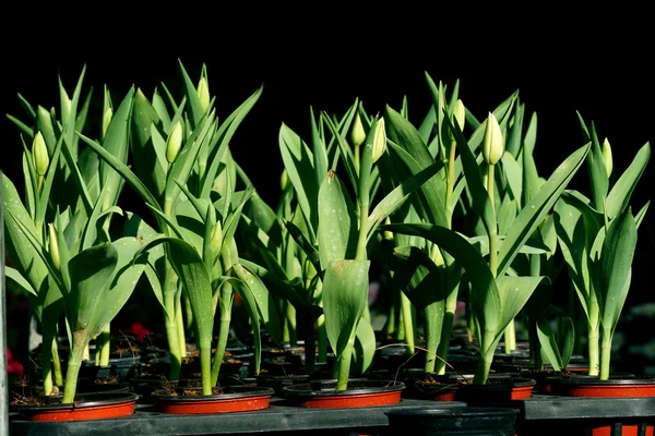 Plantor av tulpaner — Stockfoto