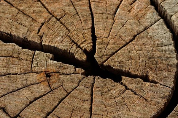 Surface of the stump. — Stock Photo, Image