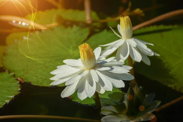 Waterlily lotusbloemen drijvend op het water — Stockfoto