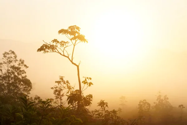Les montagnes de brouillard en été, sud de la Thaïlande . — Photo