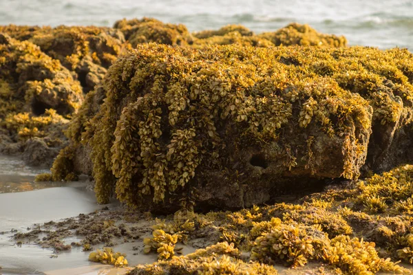 Yellow Seaweed. (Sargassum sp.) — Stock Photo, Image