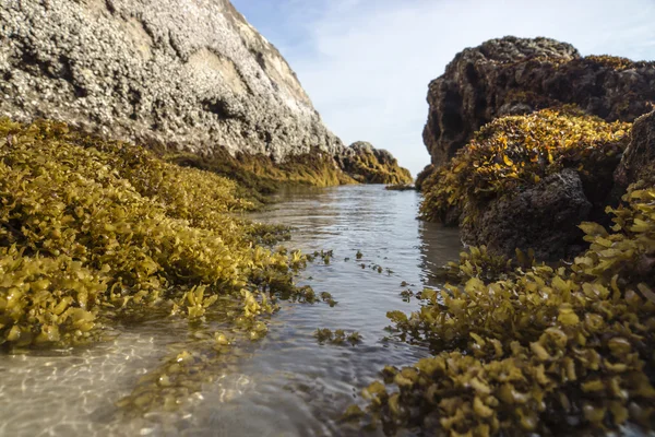 Κίτρινο φύκια. (Sargassum sp.) — Φωτογραφία Αρχείου