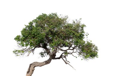 Tree on white background clipart