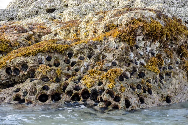 Rotsachtige nest van zee-egels en zeewier — Stockfoto