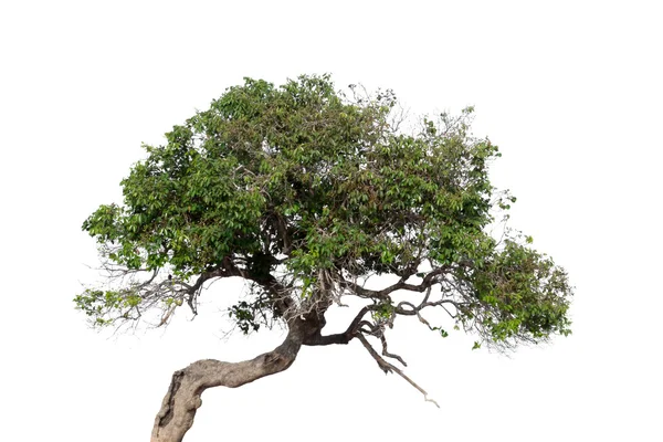 Baum auf weißem Hintergrund — Stockfoto