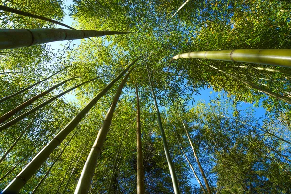 High Bamboo forest — Stock Photo, Image