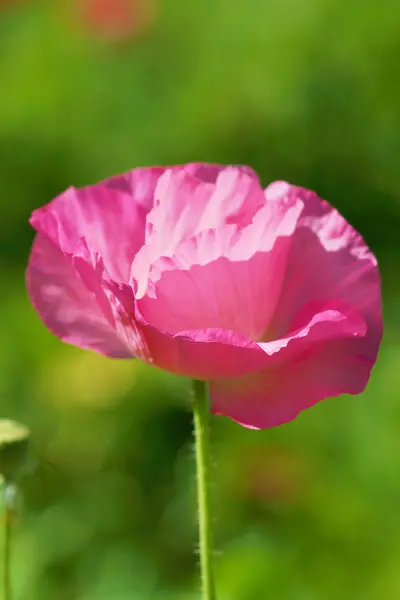 Vallmoblommor i trädgården — Stockfoto