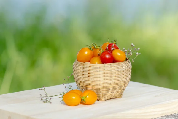 Küçük kırmızı ve sarı domates. — Stok fotoğraf