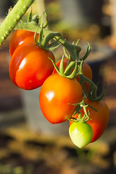 Tomaten auf Bäumen — Stockfoto