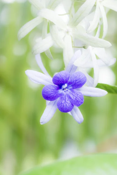 Purpurkranz, Sanpapierrebe, Königinnenkranzblume. — Stockfoto