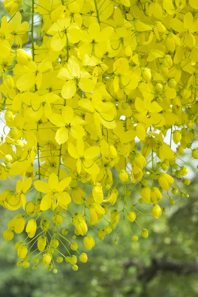 Cassia λουλούδι — Φωτογραφία Αρχείου