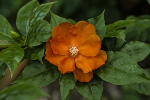 Fleur orange de cire rose sur l'arbre . — Photo