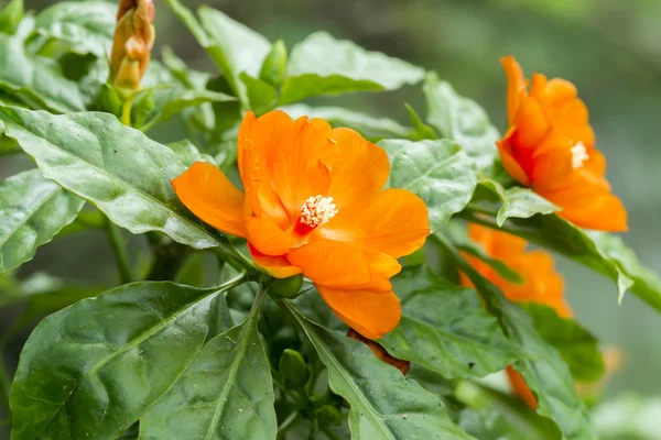 Il fiore arancione di Cera è salito su albero . — Foto Stock