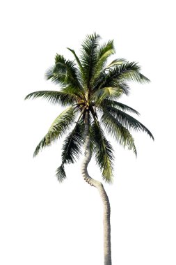 Beyaz arkaplanda izole edilmiş hindistan cevizi ağacı