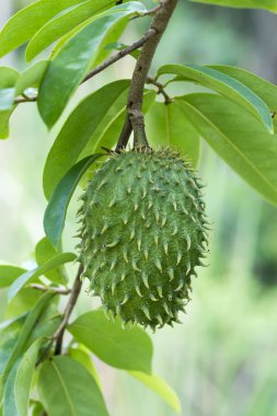 Soursop, dikenli muhallebi elma.