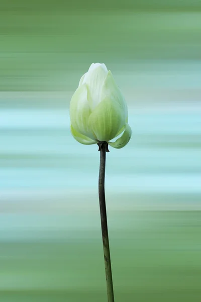 Bloeiende lotusbloem (Nelumbo nucifera). — Stockfoto