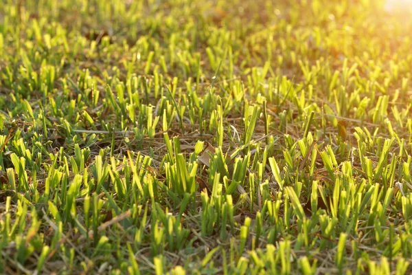 Couper l'herbe sur le terrain de football . — Photo
