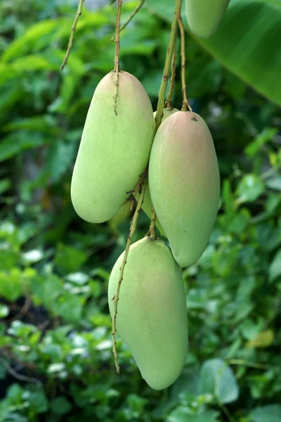 Mango op boom — Stockfoto