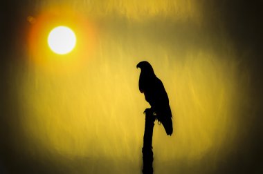 Gölün ortasına kuşlar levrek bir ağaç güdük.