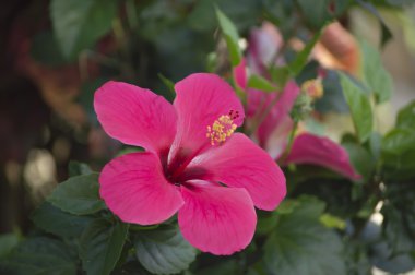 kırmızı amber çiçeği