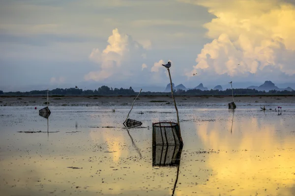 Pássaros poleiro em um toco de árvore no meio do lago . — Fotografia de Stock