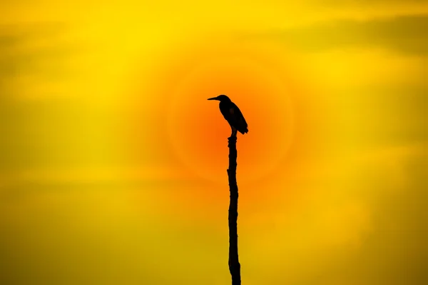 Silhouetten van vogels baars op een boom stomp midden van het meer. — Stockfoto