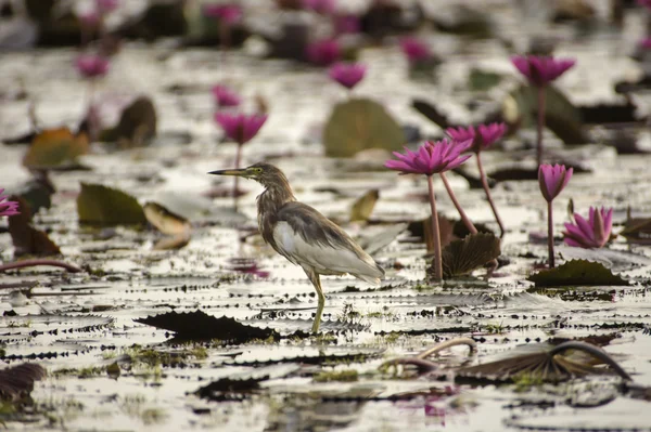 Biały ptak w natura i lilii wodnej. — Zdjęcie stockowe