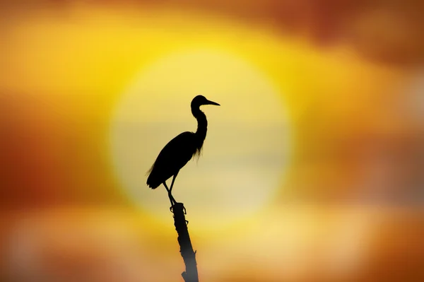 Silhouetten von Vögeln hocken auf einem Baumstumpf mitten im See. — Stockfoto