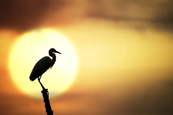 Silhouettes of Birds perch on a tree stump middle of the lake. — Stock Photo, Image