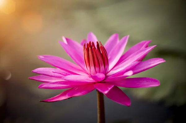 Lírio aquático rosa ao nascer do sol . — Fotografia de Stock