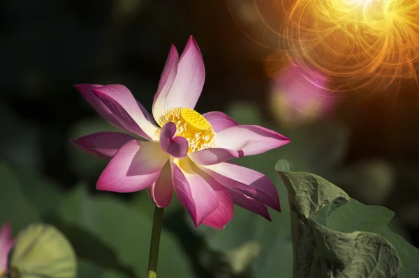 Belle fleur de lotus en fleurs — Photo