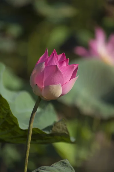 Красивый цветок лотоса в расцвете — стоковое фото