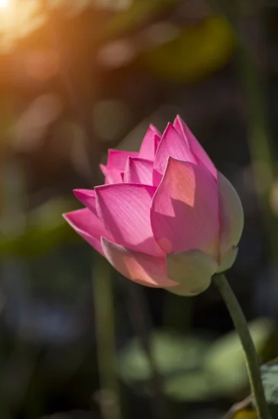 美しい蓮の花開花 — ストック写真