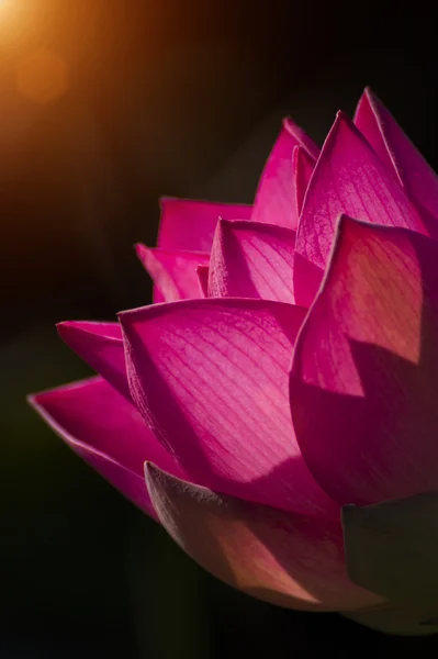 Çiçeklenme içinde güzel, lotus çiçeği — Stok fotoğraf
