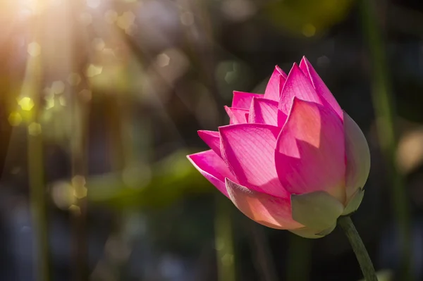 Hermosa flor de loto en flor — Foto de Stock