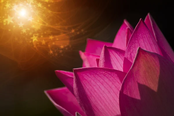 Bellissimo fiore di loto in fiore — Foto Stock