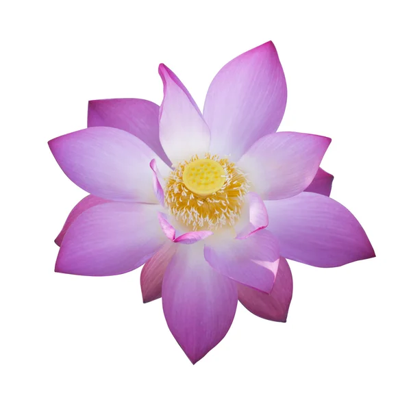 Beautiful lotus flower in blooming — Stock Photo, Image