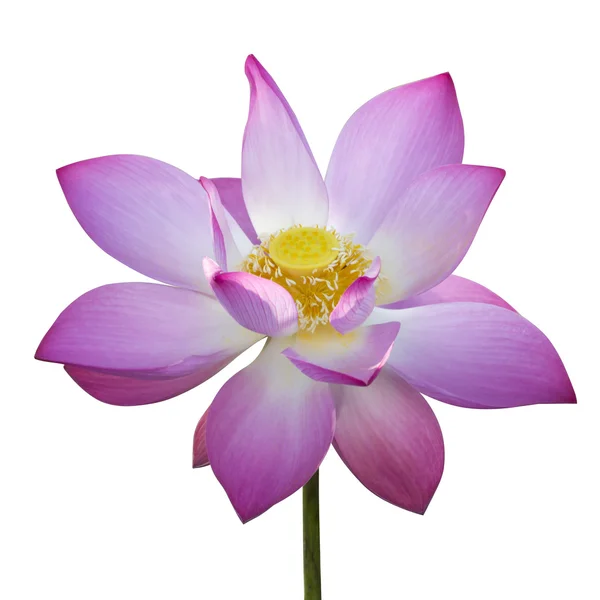 Belle fleur de lotus en fleurs — Photo