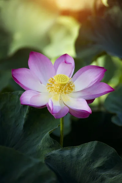 Hermosa flor de loto en flor — Foto de Stock