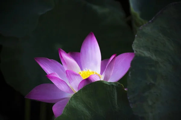 Hermosa flor de loto en flor —  Fotos de Stock